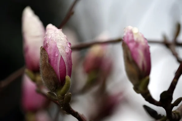 Blühen der Magnolien im Frühling. — Stockfoto