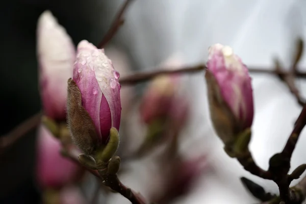 Άνθηση της δέντρα magnolia κατά τη διάρκεια της άνοιξη. — Φωτογραφία Αρχείου