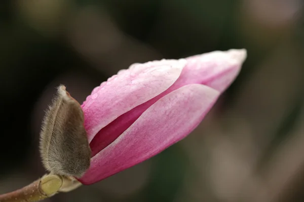 Άνθηση της δέντρα magnolia κατά τη διάρκεια της άνοιξη. — Φωτογραφία Αρχείου