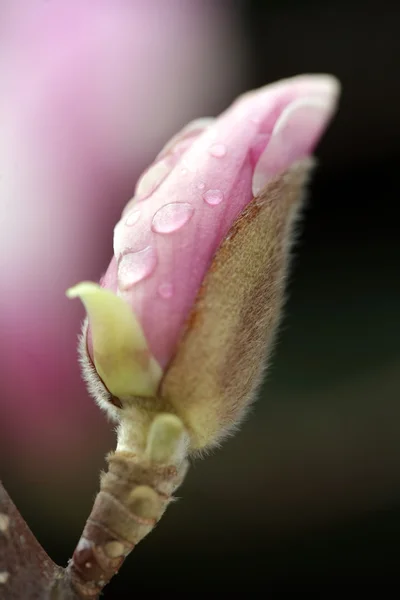 Άνθηση της δέντρα magnolia κατά τη διάρκεια της άνοιξη. — Φωτογραφία Αρχείου