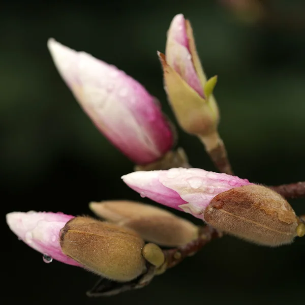 Blommande magnolia träd under våren. — Stockfoto