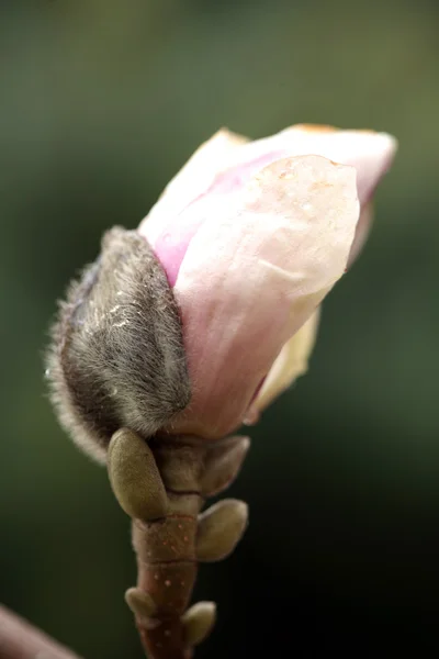 Άνθηση της δέντρα magnolia κατά τη διάρκεια της άνοιξη. — Φωτογραφία Αρχείου