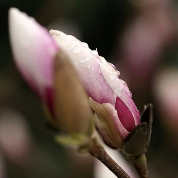 Άνθηση της δέντρα magnolia κατά τη διάρκεια της άνοιξη. — Φωτογραφία Αρχείου