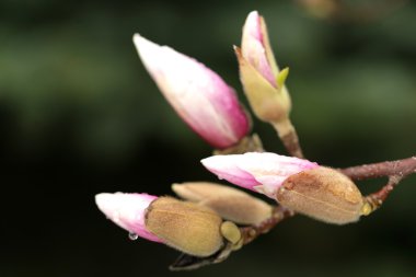 bahar döneminde Manolya ağaçlarının çiçek açması.