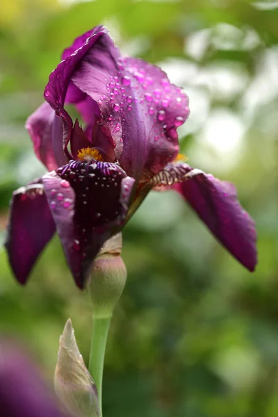 Όμορφο λουλούδι ίριδας στον κήπο — Φωτογραφία Αρχείου