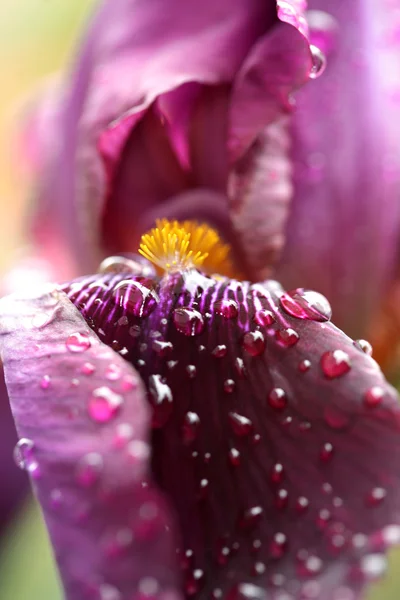 Красива квітка ірису в саду — стокове фото