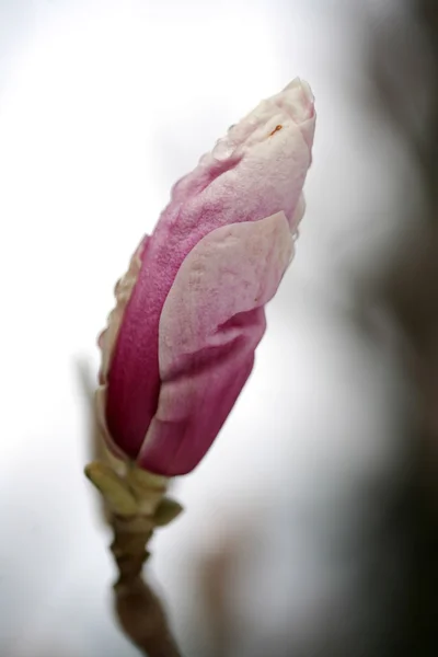 Άνθηση της δέντρα magnolia κατά τη διάρκεια της άνοιξη. — Φωτογραφία Αρχείου