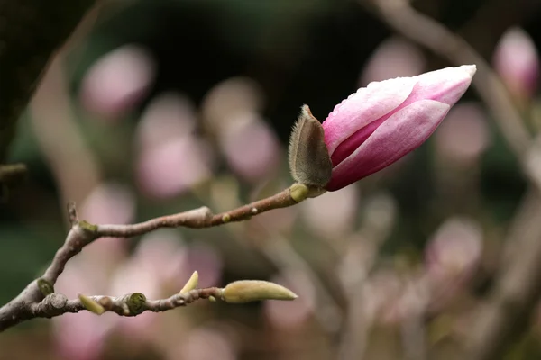 Blühen der Magnolien im Frühling. — Stockfoto