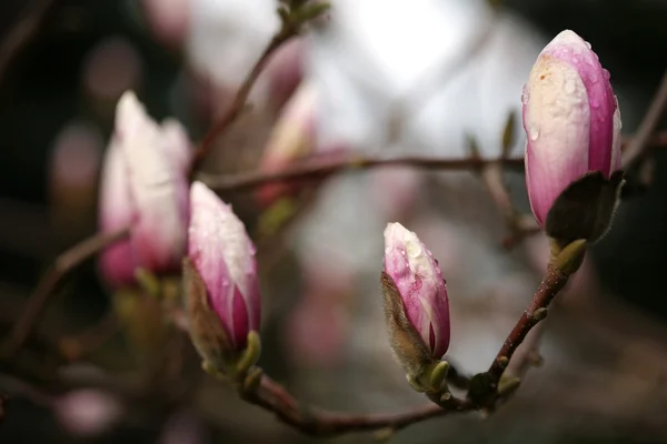 Bloei van magnolia bomen in het voorjaar. — Stockfoto
