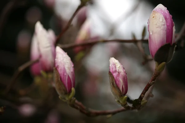 Άνθηση της δέντρα magnolia κατά τη διάρκεια της άνοιξη. — Φωτογραφία Αρχείου