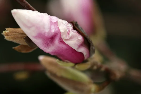 Kwitnących drzew magnolia wiosną. — Zdjęcie stockowe