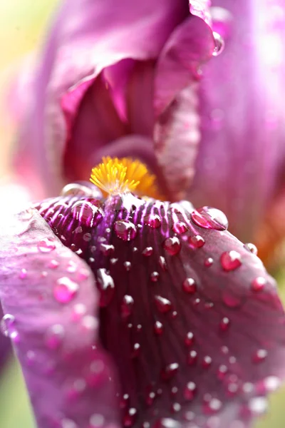 Bela flor de íris no jardim — Fotografia de Stock