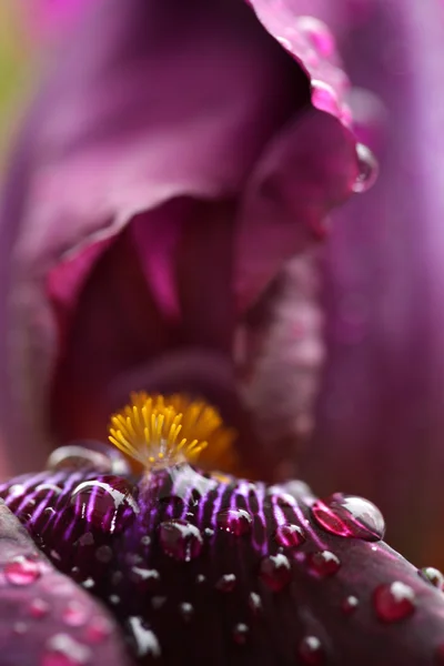 Beautiful  iris flower  in the garden — Stock Photo, Image