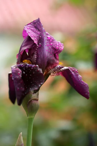 Bela flor de íris no jardim — Fotografia de Stock