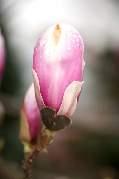 Άνθηση της δέντρα magnolia κατά τη διάρκεια της άνοιξη. — Φωτογραφία Αρχείου