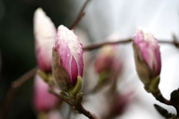 Άνθηση της δέντρα magnolia κατά τη διάρκεια της άνοιξη. — Φωτογραφία Αρχείου