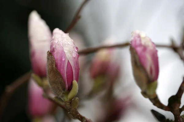 Άνθηση της δέντρα magnolia κατά τη διάρκεια της άνοιξη. — Φωτογραφία Αρχείου