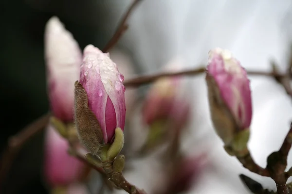 Blossoming of magnolia trees during spring. — Stock Photo, Image