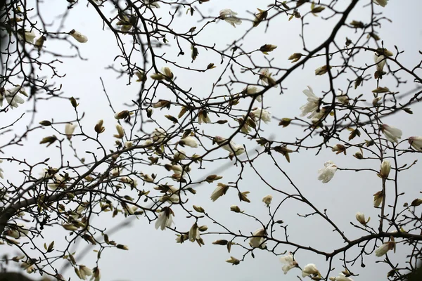 Floração de magnólias durante a primavera . — Fotografia de Stock