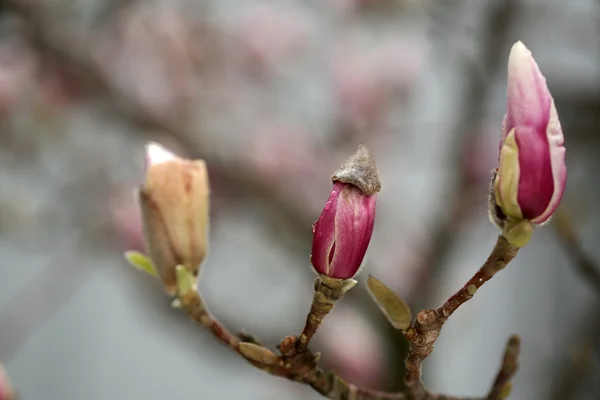 봄 동안 목련 나무의 꽃. — 스톡 사진