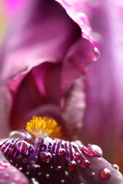 Krásná duhovka květina v zahradě — Stock fotografie