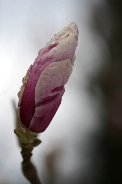 Άνθηση της δέντρα magnolia κατά τη διάρκεια της άνοιξη. — Φωτογραφία Αρχείου