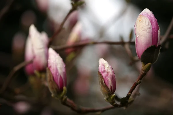 Blossoming of magnolia trees during spring. — Stok Foto
