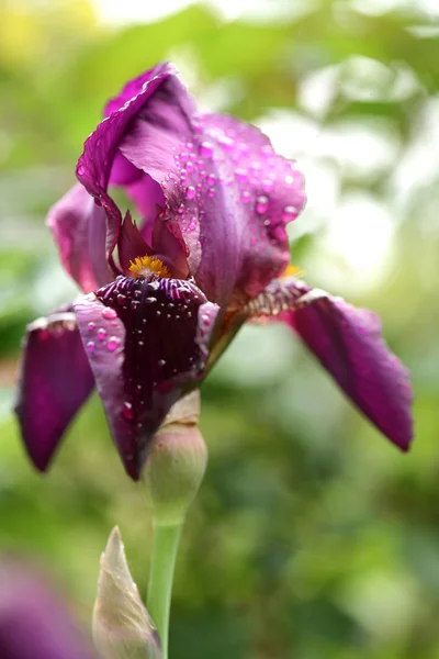 Hermosa flor de iris en el jardín —  Fotos de Stock