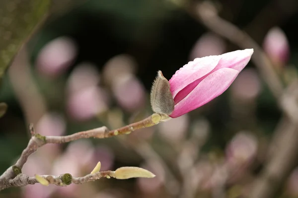 Άνθηση της δέντρα magnolia κατά τη διάρκεια της άνοιξη. — Φωτογραφία Αρχείου