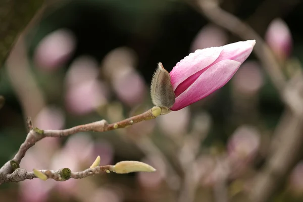 Άνθηση της δέντρα magnolia κατά τη διάρκεια της άνοιξη. — Φωτογραφία Αρχείου