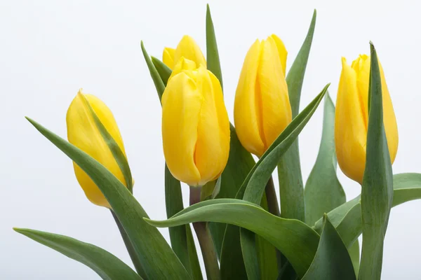 Buquê de flores de tulipas amarelas — Fotografia de Stock