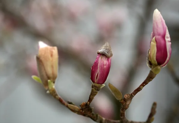 Άνθηση της δέντρα magnolia κατά τη διάρκεια της άνοιξη. — Φωτογραφία Αρχείου