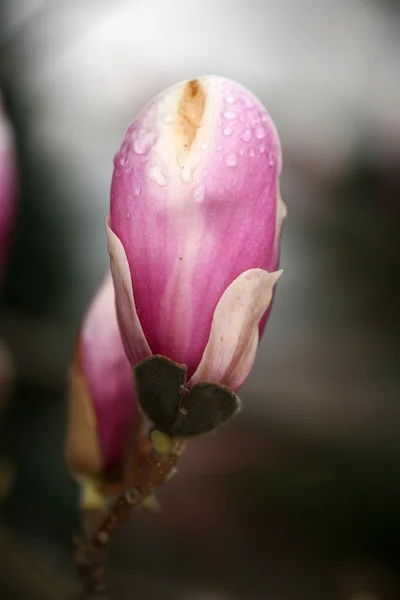 Άνθηση της δέντρα magnolia κατά τη διάρκεια της άνοιξη. — Φωτογραφία Αρχείου