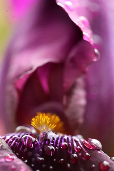 Bela flor de íris no jardim — Fotografia de Stock