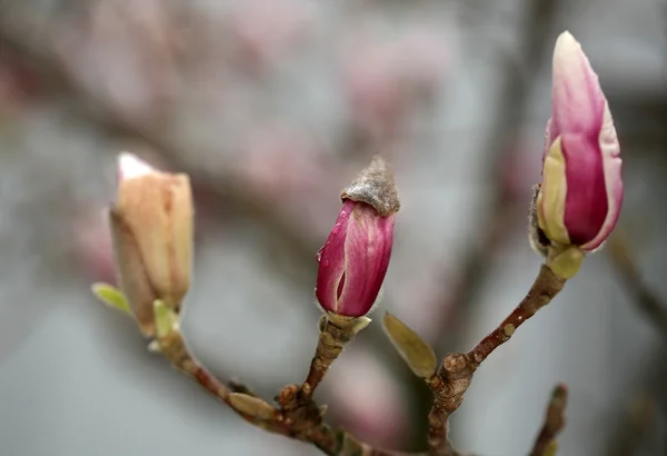 Άνθηση της δέντρα magnolia κατά τη διάρκεια της άνοιξη. — Φωτογραφία Αρχείου