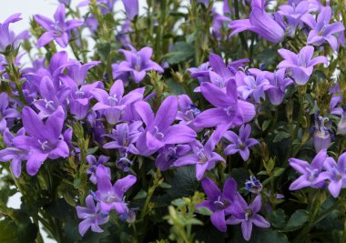 Güzel canlı mor bahar çiçek bush Dalmaçya bellflower