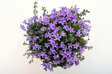 Güzel canlı mor bahar çiçek bush Dalmaçya bellflower