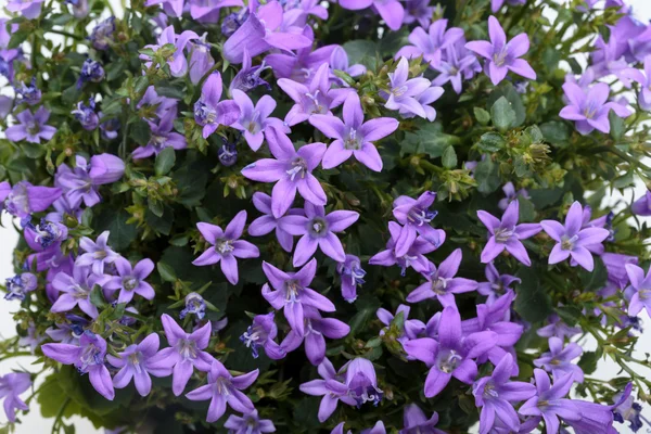 Belo arbusto de flores de primavera roxo vívido Flor de sino dálmata — Fotografia de Stock