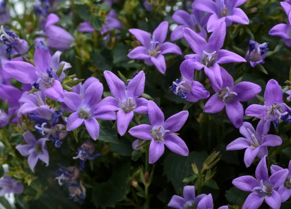 Belo arbusto de flores de primavera roxo vívido Flor de sino dálmata — Fotografia de Stock