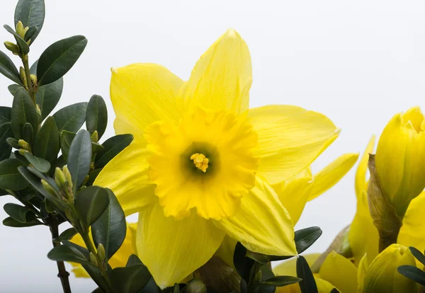 Żółte kwiaty jonquil izolowane na białym tle. — Zdjęcie stockowe