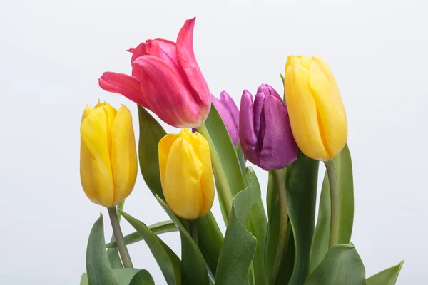 Blumenstrauß aus bunten Tulpen — Stockfoto