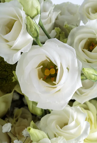 Close up of white roses — Stock Photo, Image