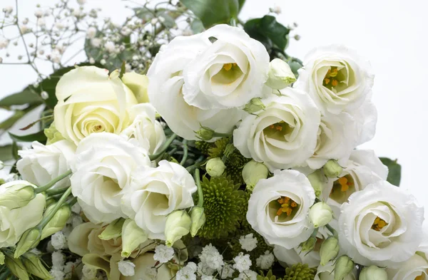Bliska białych róż — Zdjęcie stockowe
