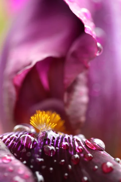 Beautiful  iris flower  in the garden — Stock Photo, Image