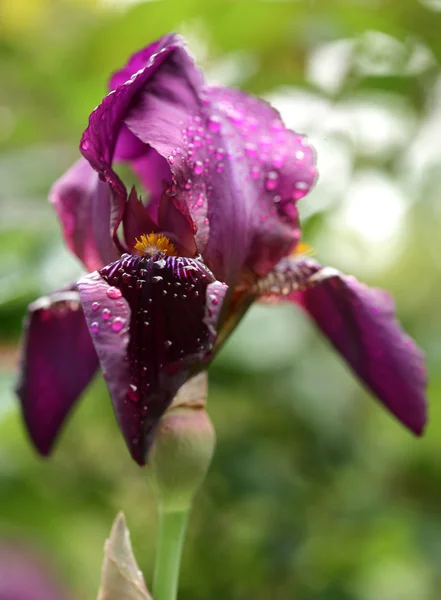 Όμορφο λουλούδι ίριδας στον κήπο — Φωτογραφία Αρχείου