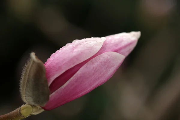 Fioritura degli alberi di magnolia durante la primavera . — Foto Stock