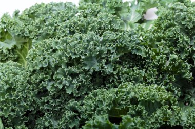 Sağlıklı taze kıvırcık lahana