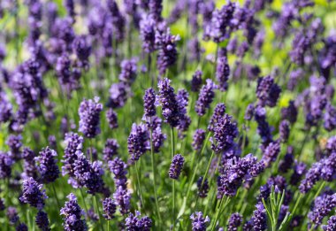 İri ve gür bahçeler,