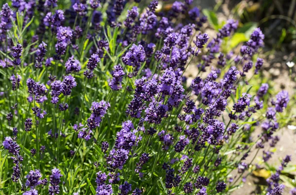 Jardins com a lavanda florescente — Fotografia de Stock