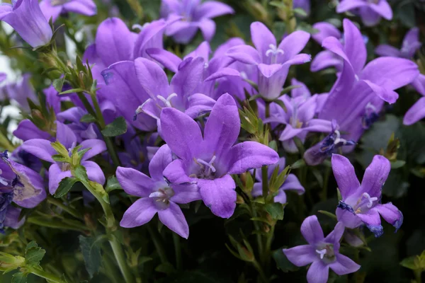 Belo arbusto de flores de primavera roxo vívido Flor de sino dálmata — Fotografia de Stock